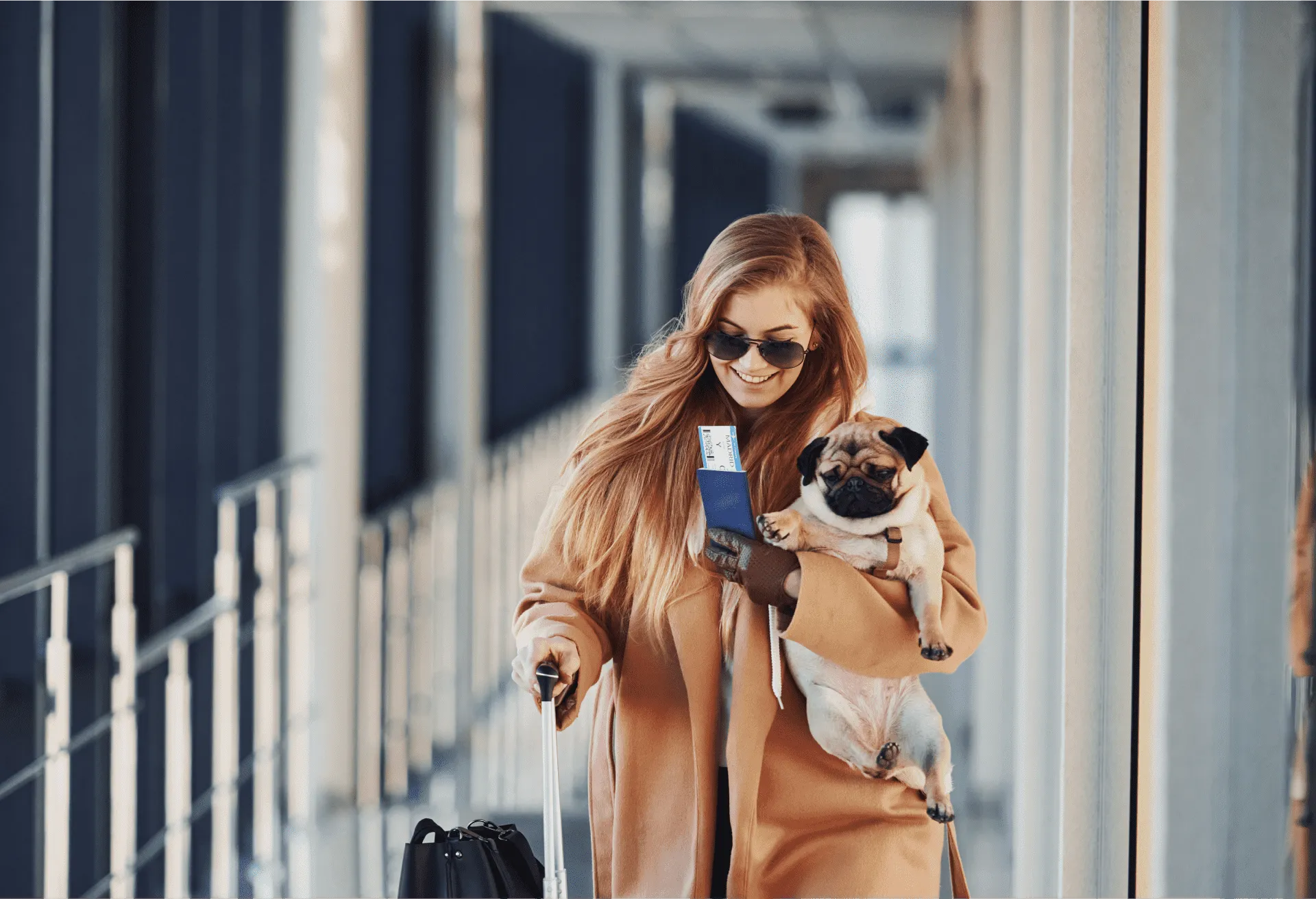 How to fly with a pet